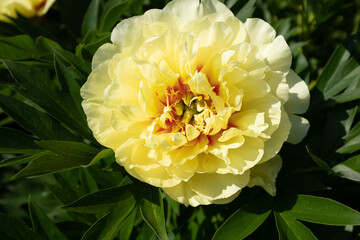 Large yellow peony in the summer garden at the sunny day, close-up. Bright congratulation on the holiday. Peony bud for poster, calendar, post, screensaver, wallpaper, card, banner, cover