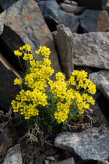 USA, Wyoming. Yellowstone Draba, Beartooth Pass.