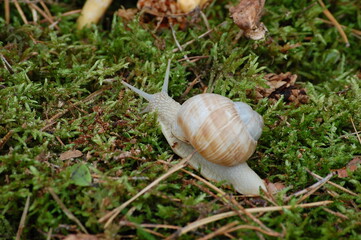 Big snail in shell crawling on road.