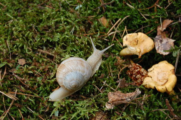 Big snail in shell crawling on road.