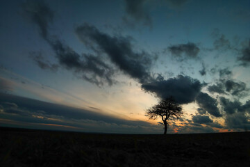 Fototapeta na wymiar Tło z samotnym drzewem i pięknym niebem po zachodzie słońca.