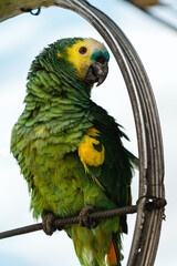 green and yellow macaw
