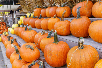 Fall Harvest, Pumpkins, Gords, Farm in the Fall, Pumpkin market