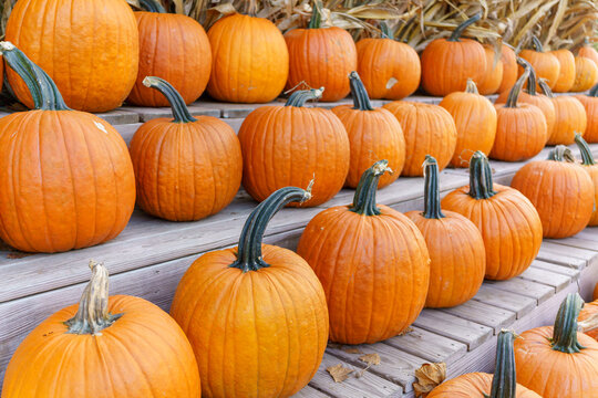 Fall Harvest, Pumpkins, Gords, Farm in the Fall, Pumpkin market