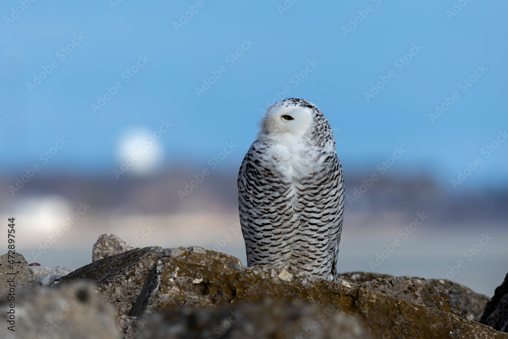 Poster The Snowy owl (Bubo scandiacus), also known as the polar owl, the white owl and the Arctic owl on the shore Lake Michigan in winter during migration from the north.