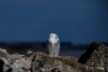 The Snowy owl (Bubo scandiacus), also known as the polar owl, the white owl and the Arctic owl on the shore Lake Michigan in winter during migration from the north.
