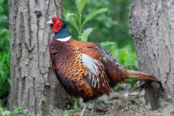 The common pheasant (Phasianus colchicus)