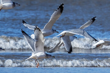 The flock of American herring gull or Smithsonian gull (Larus smithsonianus or Larus argentatus smithsonianus) in flight on the shores of Lake Michigan