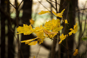 złote liście na gałęzi drzewa, jesień