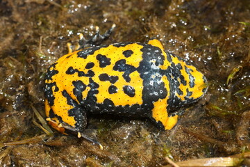 The yellow-bellied toad (Bombina variegata) shows belly during the defensive behavior