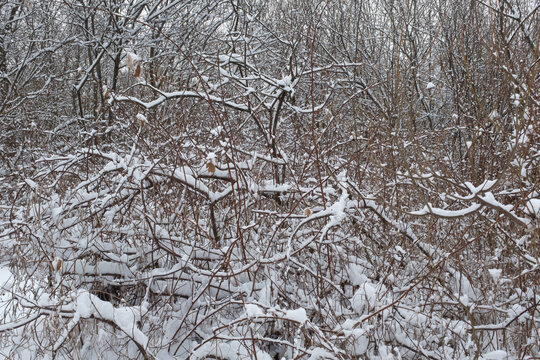 Beautiful snow-covered bushes. Winter landscape. Winter picture with snowflakes for poster, calendar, post, screensaver, wallpaper, postcard, card, banner, cover, header
