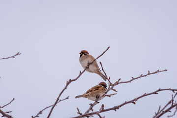 Sparrows on the branches of a tree without leaves.