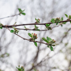 Spring flowers of fruit trees.