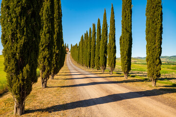 Scenic cypress road with shadows in the Tuscan countryside in Val d'Orcia, Italy. Green fields near Siena with the blue chileo in summer. Typical agricultural landscape of Tuscany.  - obrazy, fototapety, plakaty
