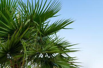 Palm tree with green leaves in the blue sky on a warm day in summer