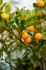 Orange tree with small fruits