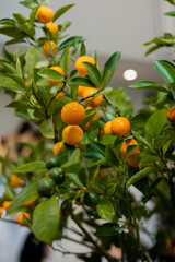 Orange tree with fruits, decorative element 