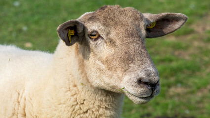 Schaf (Ovis)