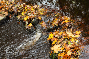 Small river stream waterfall obstacle in river with man fallen tree leaves around.