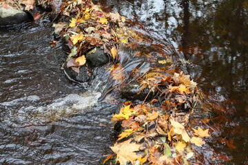 Small river stream waterfall obstacle in river with man fallen tree leaves around.