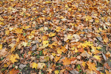 Close-up photo of many small fallen leaves on forest ground.