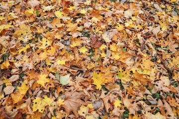 Close-up photo of many small fallen leaves on forest ground.