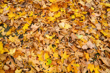 Close-up photo of many small fallen leaves on forest ground.