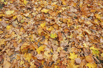 Close-up photo of many small fallen leaves on forest ground.