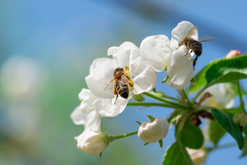 Obraz premium A bee is wild on the spring flowers of fruit trees.
