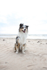 Beautiful blue merle shetland sheepdog sitting in front of beautiful landscape of baltic sea.