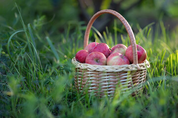 A wicker basket with ripe red apples stands on the green grass