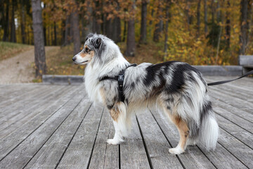 Blue merle shetland sheepdog.