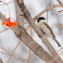 A bird on a branch eats mountain ash, viburnum.