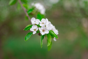 Spring flowers of fruit trees.