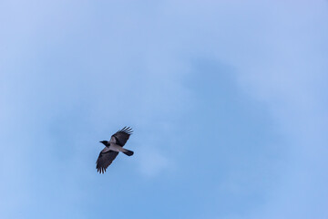 Big forty, a bird in the sky.