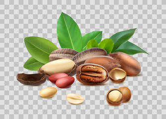 3d realistic vector icon. Different nuts, hazelnut, macadamia, brazilian nut. Shelled, unshelled, leaves. Isolated.