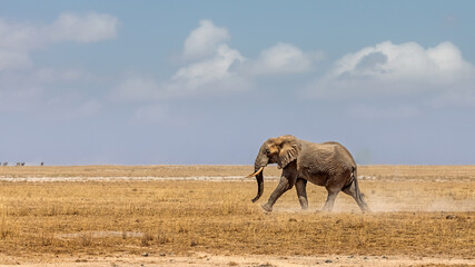 Lone Elephant Walking Across Amboseli Lake Bed