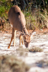 A young male White-tailed Deer (Odocoileus virginianus) grazing at Assateague Island National Seashore, Maryland