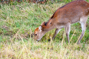 A Sika Deer (Cervus nippon), also known as a Sika Elk or Japanese Elk, grazing at Assateague Island National Seashore, Maryland