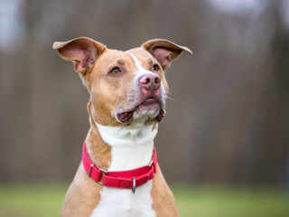 A friendly red and white Pit Bull Terrier mixed breed dog with large floppy ears and wearing a red...