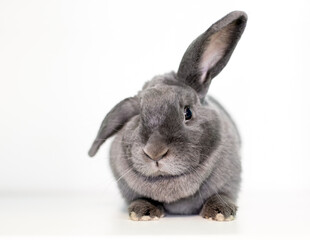 A gray pet rabbit holding its ears in a half lop position