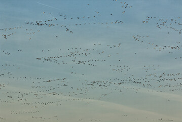 Geese and Bald Eagles in National Wildlife Refuge