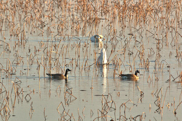 Geese and Bald Eagles in National Wildlife Refuge