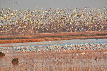 Geese and Bald Eagles in National Wildlife Refuge