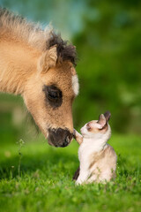 Little kitten playing with pony foal in summer
