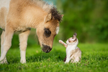 Little kitten playing with pony foal in summer