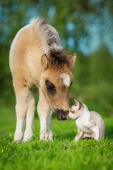 Lovely little kitten and pony foal together in summer