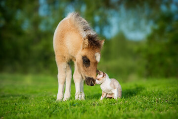 Lovely little kitten and pony foal together in summer