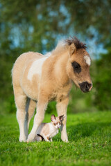 Little kitten and pony foal together in summer