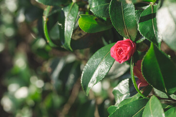 もうすぐ咲きそうな花(サザンカ)
